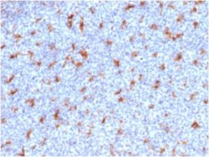 Immunohistochemical analysis of formalin-fixed, paraffin-embedded human tonsil using Anti-CD68 Antibody [C68/2501]