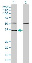 Anti-MYOG Rabbit Polyclonal Antibody