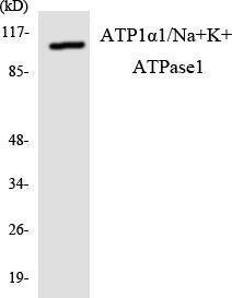 Western blot analysis of the lysates from RAW264.7 cells using Anti-alpha 1 Sodium Potassium ATPase Antibody