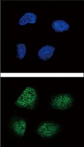 Anti-NEUROG3 Rabbit Polyclonal Antibody (Biotin)