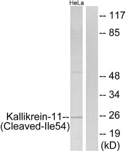 Western blot analysis of lysates from HeLa cells, treated with etoposide 25uM 24H using Anti-Kallikrein-11 (cleaved Ile54) Antibody. The right hand lane represents a negative control, where the antibody is blocked by the immunising peptide