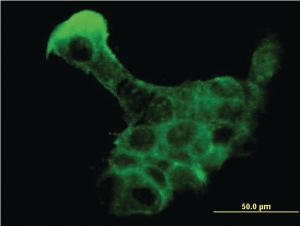 Anti-KLK8 Mouse Monoclonal Antibody [clone: 2F11]