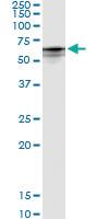 Anti-CYP4B1 Polyclonal Antibody Pair