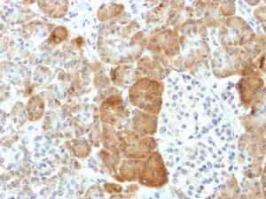 Immunohistochemical analysis of formalin-fixed, paraffin-embedded human pancreas using Anti-VLDL Receptor Antibody [VLDLR/1337]