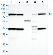 Anti-SEC23B Rabbit Polyclonal Antibody