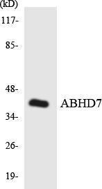 Western blot analysis of the lysates from HeLa cells using Anti-ABHD7 Antibody