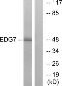 Western blot analysis of lysates from Jurkat cells using Anti-EDG7 Antibody. The right hand lane represents a negative control, where the Antibody is blocked by the immunising peptide