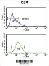 Anti-MLF1 Rabbit Polyclonal Antibody