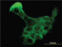 Anti-KLK8 Mouse Monoclonal Antibody [clone: 2F11]