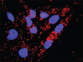 Anti-CDC45L + CDKN1A Antibody Pair