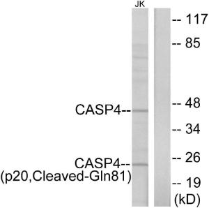 Western blot analysis of lysates from Jurkat cells using Anti-Caspase 4 (p20,cleaved Gln81) Antibody. The right hand lane represents a negative control, where the antibody is blocked by the immunising peptide.