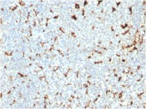 Immunohistochemical analysis of formalin-fixed, paraffin-embedded human tonsil using Anti-CD68 Antibody [C68/2511]