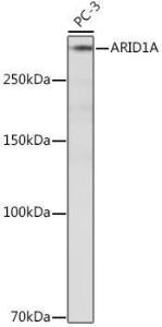 Western blot analysis of extracts of PC-3 cells, using Anti-ARID1A Antibody [ARC2177] (A308739) at 1:500 dilution