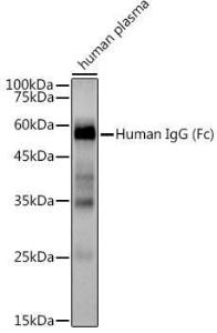 Antibody A309722-100 100 µl