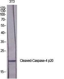 Western blot analysis of various cells using Anti-Caspase 4 (p20,cleaved Gln81) Antibody