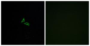 Immunofluorescence analysis of A549 cells using Anti-EDG7 Antibody. The right hand panel represents a negative control, where the Antibody was pre-incubated with the immunising peptide