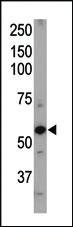 Anti-FUCA2 Mouse Monoclonal Antibody