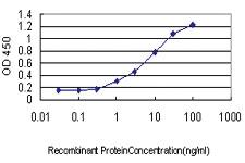 Anti-KLK8 Mouse Monoclonal Antibody [clone: 2F11]