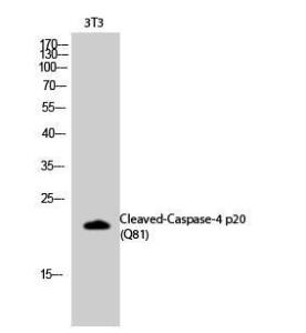 Western blot analysis of 3T3 cells using Anti-Caspase 4 (p20,cleaved Gln81) Antibody