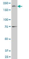 Anti-FMN2 Mouse Polyclonal Antibody