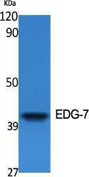 Western blot analysis of various cells using Anti-EDG7 Antibody