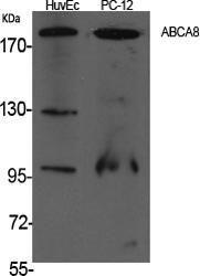 Western blot analysis of various cells using Anti-ABCA8 Antibody