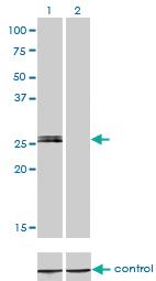 Anti-MYOG Mouse Monoclonal Antibody [clone: 2B7]