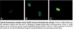 S-Glutathionylated Protein Detection Kit