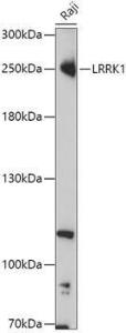 Western blot analysis of extracts of Raji cells, using Anti-LRRK1 Antibody (A308740) at 1:1,000 dilution. The secondary antibody was Goat Anti-Rabbit IgG H&L Antibody (HRP) at 1:10,000 dilution.