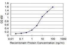 Anti-HMGB2 Mouse Monoclonal Antibody [clone: X1]