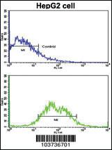 Anti-FUCA2 Mouse Monoclonal Antibody