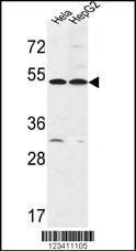 Anti-FERMT1 Rabbit Polyclonal Antibody (PE (Phycoerythrin))