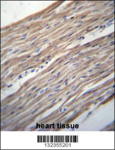 Anti-HRC Rabbit Polyclonal Antibody (HRP (Horseradish Peroxidase))