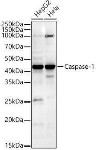 Anti-Caspase-1 antibody