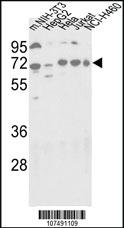 Anti-ATG16L1 Rabbit Polyclonal Antibody