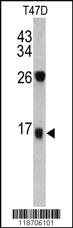 Anti-DCD Rabbit Polyclonal Antibody