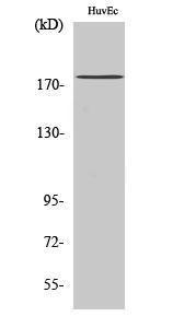 Western blot analysis of HuvEc cells using Anti-ABCA8 Antibody