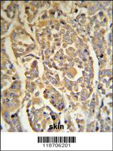 Anti-DCD Rabbit Polyclonal Antibody