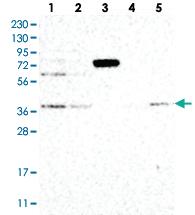 Anti-STRAP Rabbit Polyclonal Antibody