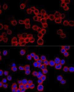 Anti-Caspase-1 antibody