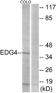 Western blot analysis of lysates from COLO205 cells using Anti-EDG4 Antibody. The right hand lane represents a negative control, where the antibody is blocked by the immunising peptide.