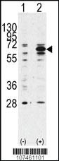 Anti-BECN1 Rabbit Polyclonal Antibody