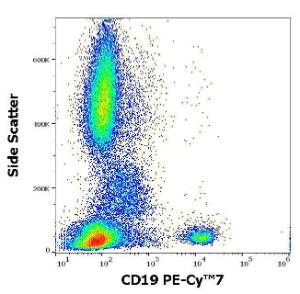 Flow cytometric analysis of human peripheral whole blood stained using Anti-CD19 Antibody [4G7] (PE-Cyanine 7) (4 µl reagent per 100 µl of peripheral whole blood)