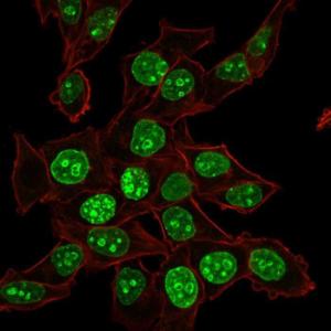 Immunofluorescent analysis of HeLa cells stained with Anti-Ki67 Antibody [MKI67/2465] (CF&#174; 488) (Green) Phalloidin is used to label the membranes