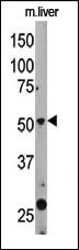 Anti-BECN1 Rabbit Polyclonal Antibody