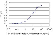 Anti-FMN2 Mouse Monoclonal Antibody [clone: 4B8]