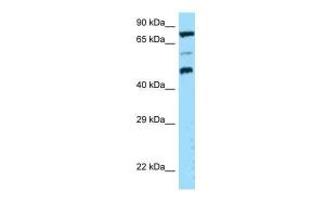 Anti-DPP4 Rabbit Polyclonal Antibody