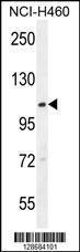 Anti-ACAD10 Rabbit Polyclonal Antibody (Biotin)