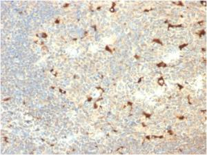 Immunohistochemical analysis of formalin-fixed, paraffin-embedded human tonsil using Anti-CD68 Antibody [C68/2709]