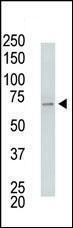 Anti-USP2 Rabbit Polyclonal Antibody (AP (Alkaline Phosphatase))